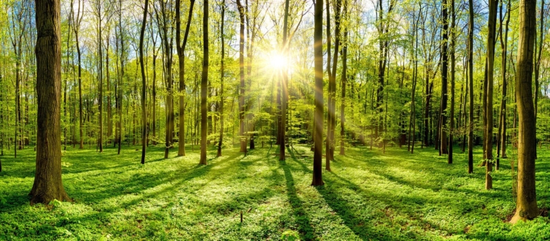 Mindful walk